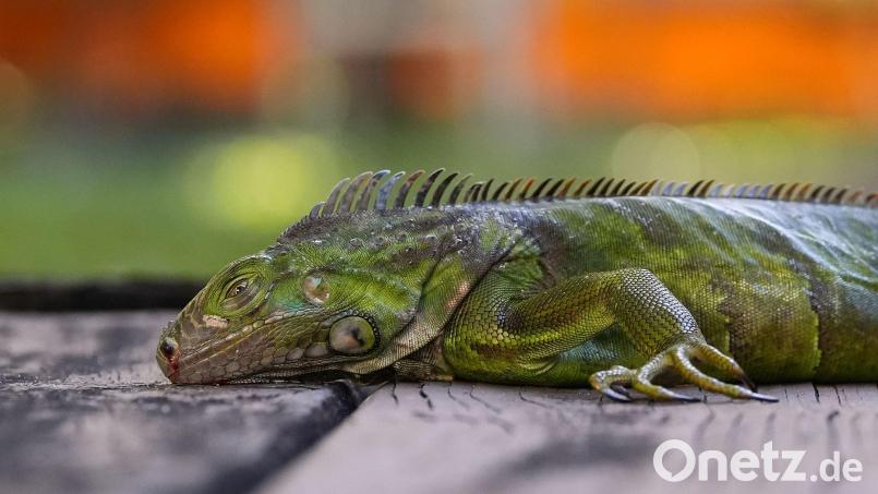 In Südflorida gelten die Tiere als Plage. (Archivfoto) Bild: Rebecca Blackwell/AP/dpa