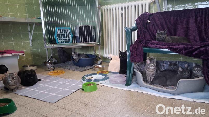 Einige der geretteten Katzen sitzen in einem Tierheim in München. Bild: Tierschutzverein München/dpa