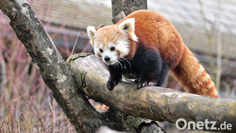 Der Rote Panda namens Yoko soll im Münchner Tierpark Hellabrunn für Nachwuchs sorgen. Bild: Birgit Mohr/Tierpark Hellabrunn/dpa