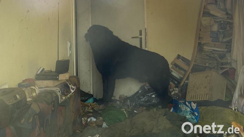 Ein Hund musste zwischen Müll in einem Messi-Haushalt leben. Das Tier befindet sich mittlerweile im Weidener Tierheim. Bild: © PETA Deutschland e.V.