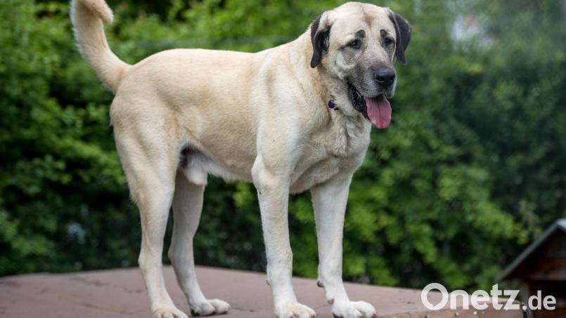 Über Monate soll ein Mann aus dem Gemeindegebiet Eslarn seinen Hund, einen Kangal, misshandelt und vernachlässigt haben. Anwohner kämpften für das Tier, nun wurden auch das Veterinäramt und die Polizei aktiv. Symbolbild: Christoph Schmidt
