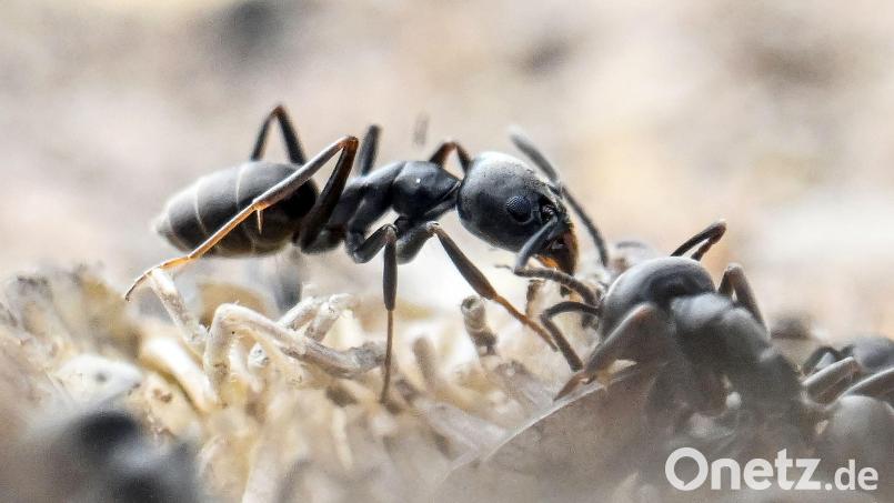Die Tapinoma magnum breitet sich in Süddeutschland aus. Die Ameise ist komplett schwarz gefärbt und verdrängt heimische Ameisenarten. Symbolbild: Uli Deck/dpa