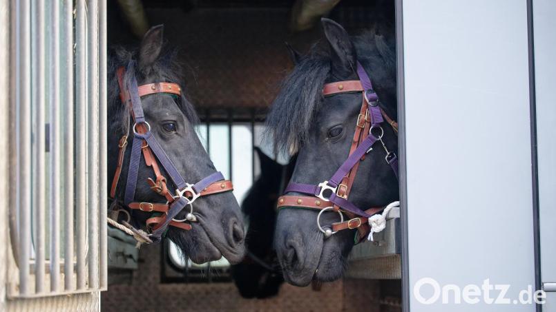 Pferdehaltung bringt große Verantwortung und eine ganze Reihe von Pflichten mit sich. Weil sich zwei Geschwister zu wenig um 29 Tiere gekümmert haben sollen, müssen sie sich vor dem Amtsgericht verantworten. Symbolbild: Henning Kaiser/dpa