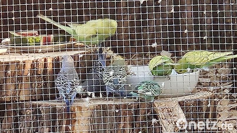 Hier waren die Vögel noch in der Gartenvoliere von Familie Hubl in Windischeschenbach. Nun suchen die Besitzer nach den entflogenen Wellensittichen. Nachbarn unterstützen sie dabei. Bild: Kerstin Hubl