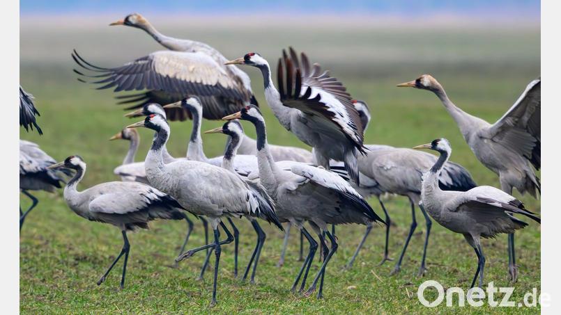 Kraniche stehen Anfang Februar auf einem Feld in Brandenburg Bild: Patrick Pleul/dpa