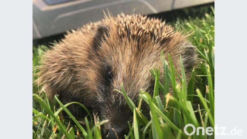 Viele Igel werden von Mährobotern nicht als Hindernis erkannt und verletzt oder getötet. Symbolbild: Martina Gehret