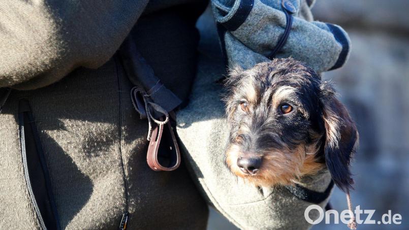 Zwei Spaziergänger entdeckten einen entlaufenen Rauhaardackel im Wald im Raum Waldsassen. Sie brachten das frierende Tier zur Polizei. Symbolbild: Roland Weihrauch/dpa