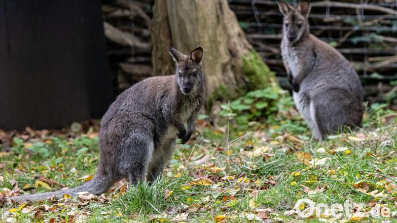 Kängurus sind beliebte Tiere. Archivbild: Fabian Sommer/dpa