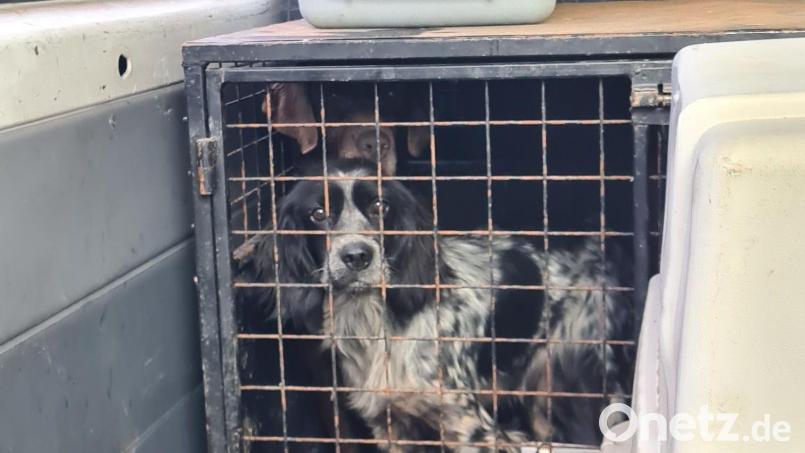 Sieben Hunde waren unter schlechten Bedingungen und ohne gültige Papiere unterwegs. Ihre Impfpässe waren gefälscht. Bild: Polizeiinspektion Furth im Wald
