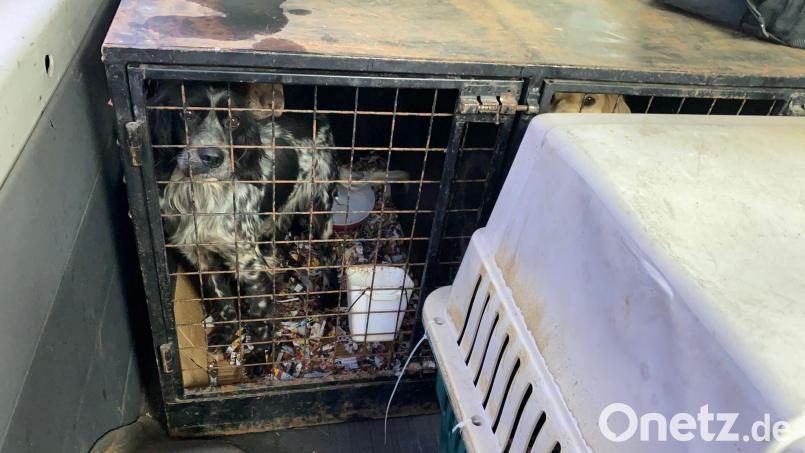 In den Käfigen der Hunde war es stark verschmutzt. (Handout) Bild: --/Polizeiinspektion Furth im Wald/dpa