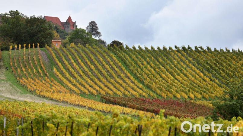 Die Weinberge rund um Würzburg gelten als eine der Attraktionen für Touristen in Franken (Archivbild). Bild: Karl-Josef Hildenbrand/dpa