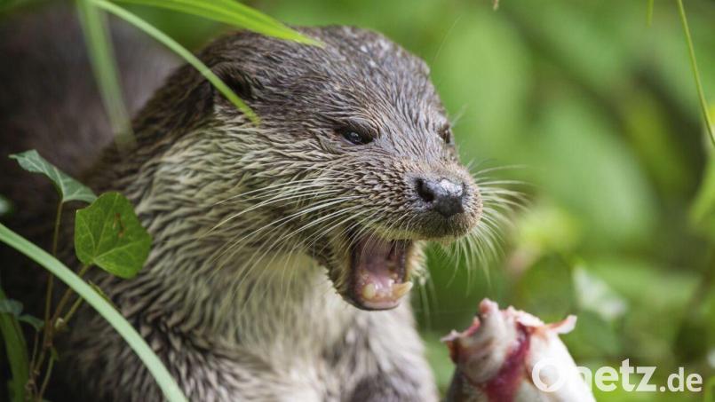 Der Landkreis Tirschenreuth ruft Teichwirte, ehrenamtliche Naturschutzmitarbeiter sowie weitere fachkundige Personen zur Beteiligung am aktuell laufenden Fischotter-Monitoring auf. Symbolbild: Christophe Gateau/dpa