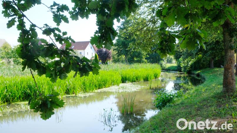 Seit Jahren wird über den ökologischen Umbau der Creußen im Bereich Tremmersdorf gesprochen. Eine neue Testserie zielt darauf ab, Sedimentmaterial zu entnehmen und den Aushub auf einem Gelände nahe des Flusslaufes auf seine Entwässerungs- und Tragfähigkeit für den Wiedereinbau zu untersuchen. Bild: do