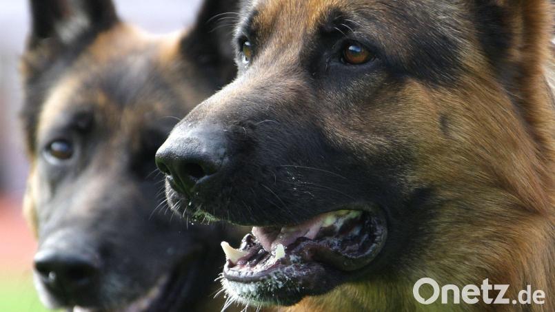 Ein Schäferhund hat in Gebenbach einen Lieferanten gebissen. Die Polizei ermittelt wegen fahrlässiger Körperverletzung. Symbolbild: Peter Steffen /dpa