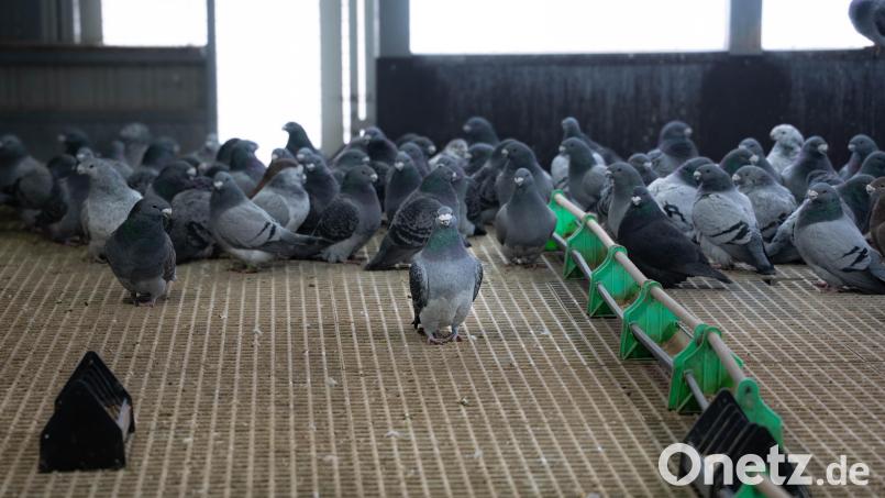 Bernhard Müller nimmt mit seinen Vögeln an Taubenschauen teil. Dreimal wurde der 71-Jährige zum Bayerischen Meister gekürt, viermal zum Deutschen Meister. Bild: Noah Wegmüller-Kocher
