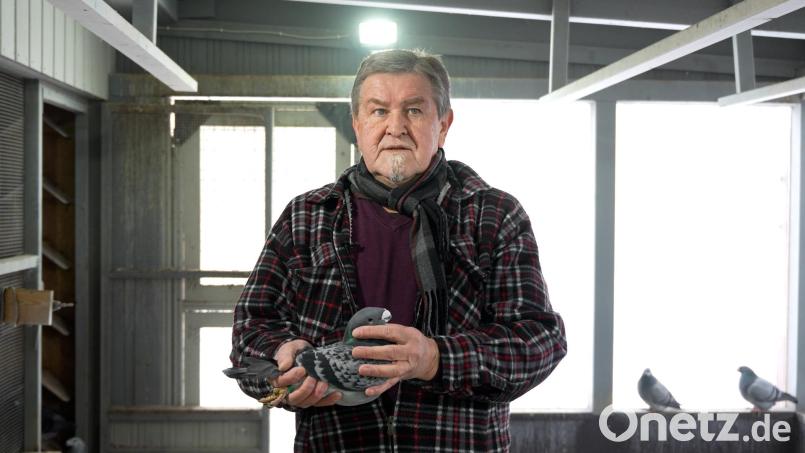 Seit fast 50 Jahren ist Bernhard Müller aus Ernstfeld (Schlammersdorf) leidenschaftlicher Taubenzüchter. Während er sich in den ersten Jahren den Brieftauben gewidmet hat, züchtet er heute Tauben der Rasse „Show-Racer“. Bild: Noah Wegmüller-Kocher
