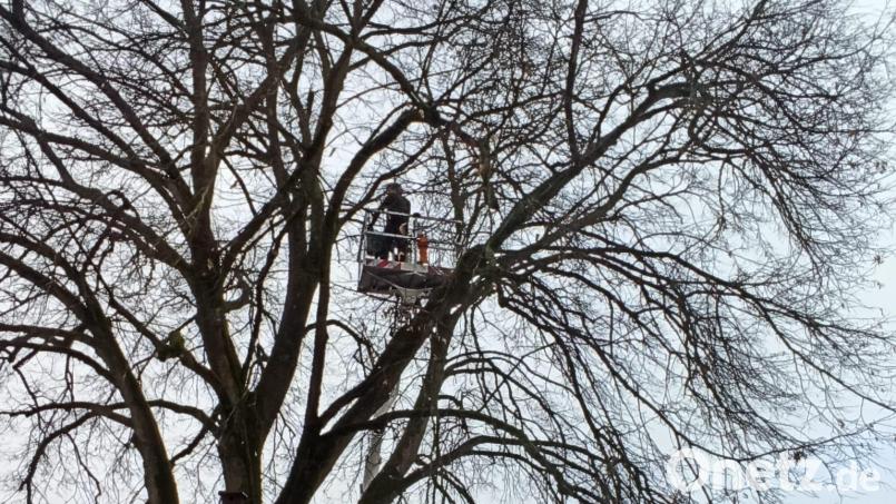 Baumpflege mit Hubsteiger am Pfarrheim: Baumpfleger haben die Bäume beim katholischen Pfarrheim St. Emmeram gestutzt. Bild: Edeltraud Sperber