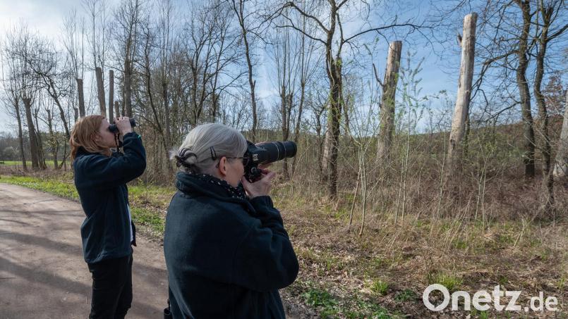 Die Bayernwerk Netz plant die Modernisierung der Hochspannungsleitung zwischen den Umspannwerken Mitterteich, Wiesau und Tirschenreuth. Zur Vorbereitung finden nun Kartierungen statt. Bild: Bayernwerk
