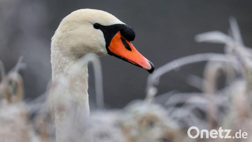 Das tote Tier in Schwandorf wurde an das Veterinäramt übergeben. Symbolbild: Thomas Warnack/dpa