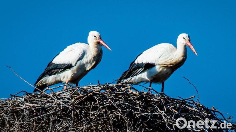 Die ersten Störche kehren derzeit auf ihre Horste in den Landkreis Schwandorf zurück. Archivbild: Hösamer
