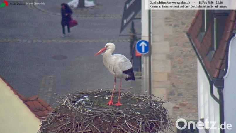 Der Storch ist da. Am Mittwoch gegen Mittag präsentierte er sich in seinem Nest auf dem Alten Schulhaus von seiner besten Seite. Screenshot: Webcam Stadt Weiden