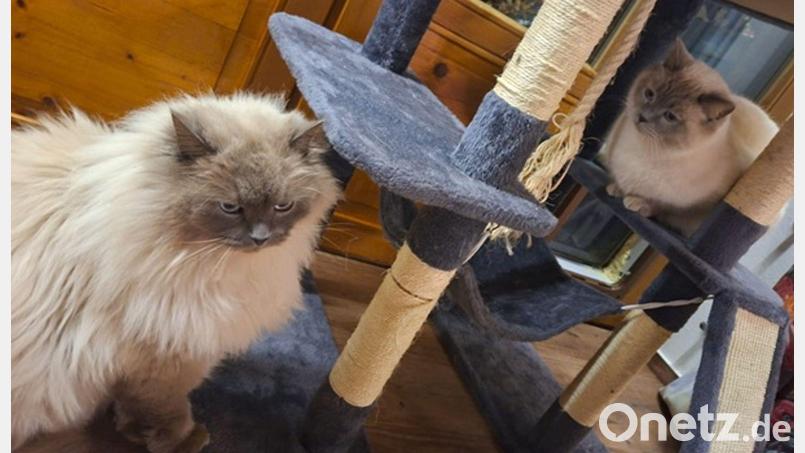 Die Birma-Kater Hubert  und Staller (r) sind inzwischen wieder im Allgäu vereint. Bild: -/Polizeiinspektion Füssen/dpa
