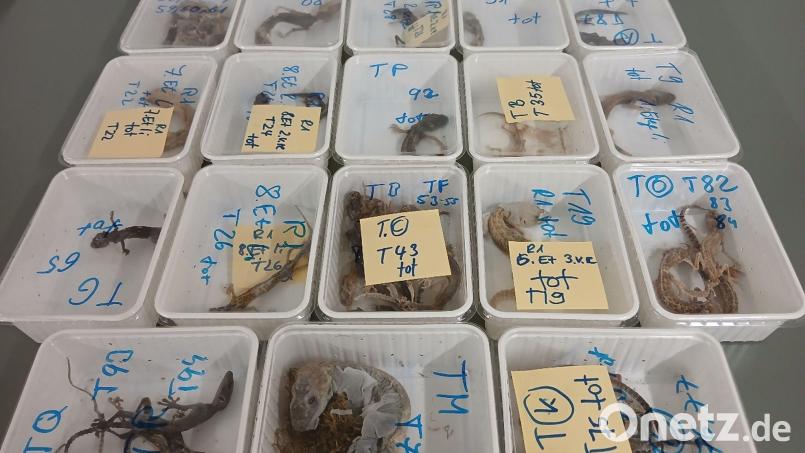 Tote Geckos liegen in Behältern nebeneinander auf einem Tisch. Die Tiere wurden bei einem Reptilienhalter in Unterfranken gefunden. Bild: LRA Haßberge/dpa