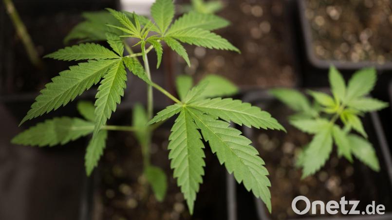 Ministerin Judith Gerlach erneuert ihre Forderung nach der Rücknahme der Cannabis-Teillegalisierung. (Symbolbild) Bild: Sebastian Gollnow/dpa