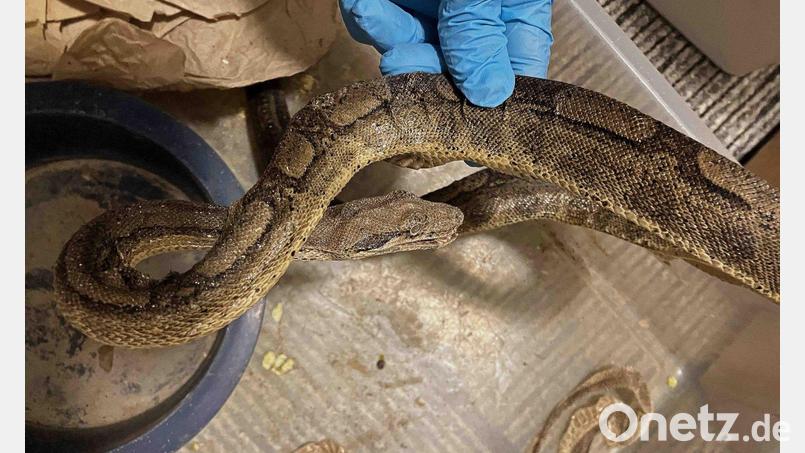 Die Schlangen waren ausgetrocknet und mit Parasiten infiziert Bild: --/Stadt Stuttgart/dpa