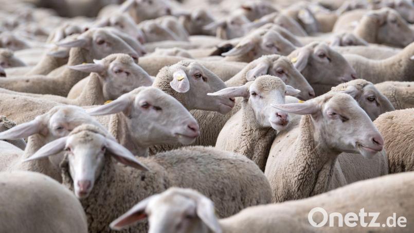 Die Zahl der Schafe ist leicht rückläufig. (Archivbild) Bild: Sven Hoppe/dpa
