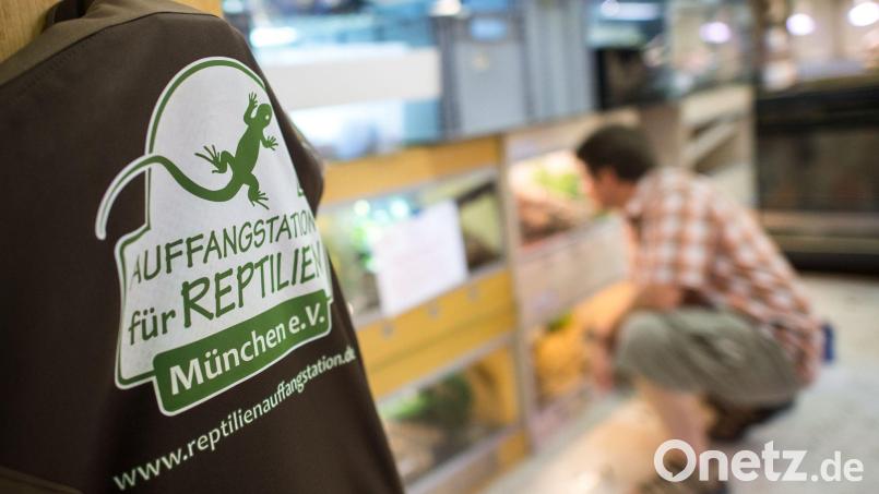 In der Auffangstation für Reptilien sollen die Schlangen jetzt aufgepäppelt werden - wenn es dafür nicht zu spät ist (Archivbild). Bild: picture alliance / dpa