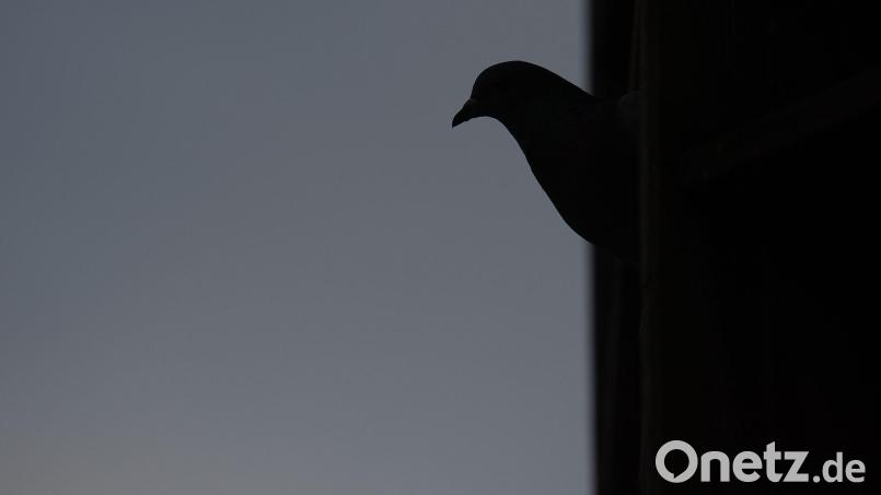 Rund 50 Tauben sollen bei dem Brand ums Leben gekommen sein. (Symbolbild) Bild: Sebastian Gollnow/dpa