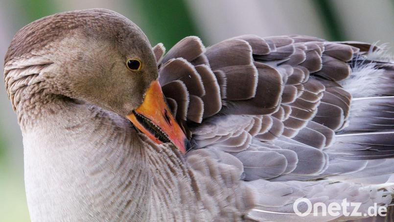 In Regensburg ist unter anderem bei einer Graugans die Vogelgrippe festgestellt worden. (Symbolbild) Bild: Daniel Karmann/dpa