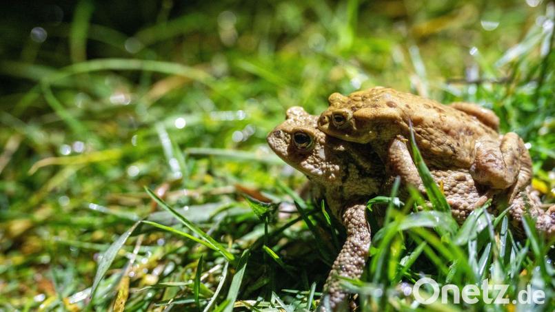 Im Stadtgebiet Amberg sind unter anderem die Erdkröte, der Grasfrosch, der Teichmolch und der Bergmolch heimisch. Die Amphibien beginnen in diesen Tagen ihre jährliche Wanderung zu den Laichgewässern – der Verkehr ist eine große Gefahr für die Tiere. Symbolbild: Pia Bayer/dpa