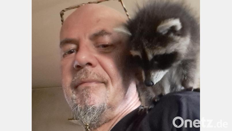 Andreas Brucker versorgt bei Weitem nicht nur wildlebende Katzen im Bereich Kulmain, Immenreuth und Haidenaab. Schon unzählige Tiere wie dieser Waschbär haben bei ihm ein (vorübergehendes) Zuhause gefunden. Bild: Andreas Brucker