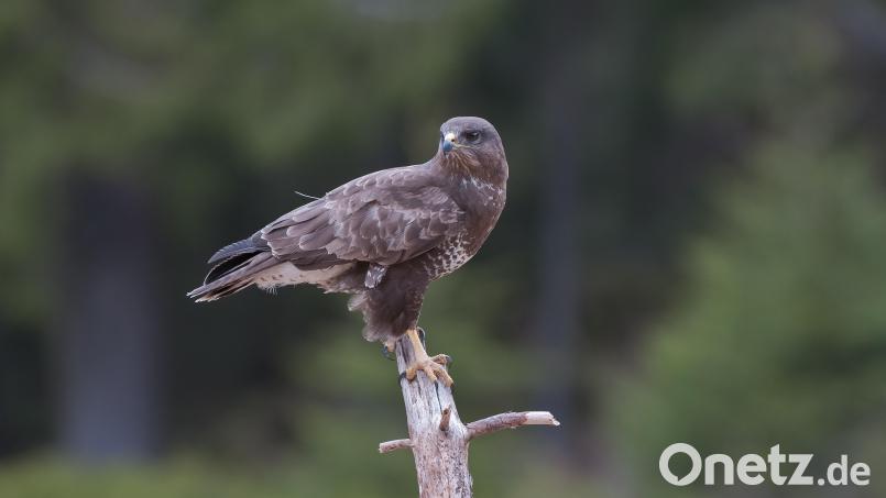 Am Klausensee bei Schwandorf hat die Polizei einen toten Mäusebussard eingesammelt. Die Todesursache versucht nun das Veterinäramt zu ermitteln. Symbolbild: Wolfgang Lorenz