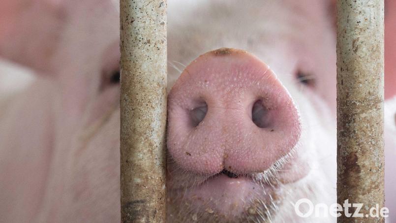 In Bayern gibt es etwas mehr Schweine - obwohl die Zahl der Betriebe, die Schweine halten, gesunken ist. (Symbolbild) Bild: Marijan Murat/dpa