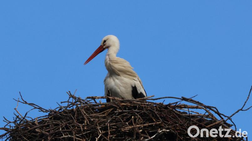 Storch Horsti ist zurück in Friedenfels. Bild: Hans Lenk