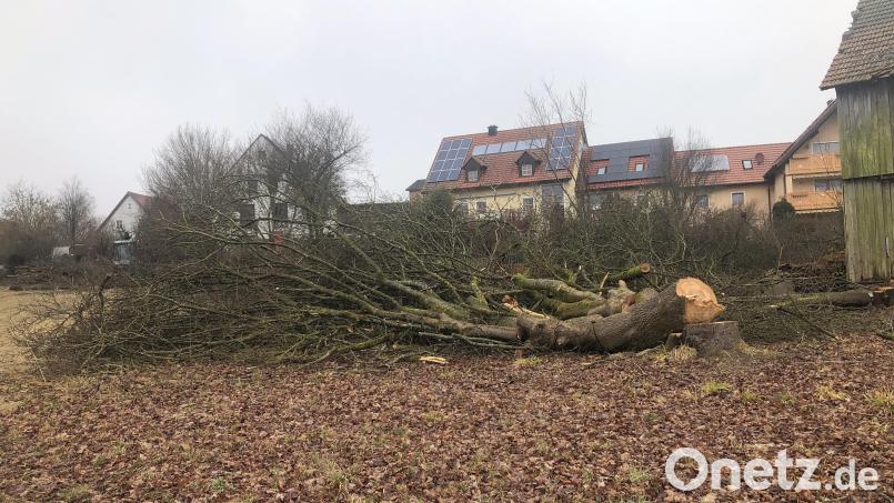 Weshalb der Ahornbaum im Baugebiet "An der Schäferkapelle" gefällt wurde, wird sich vielleicht noch herausstellen.
