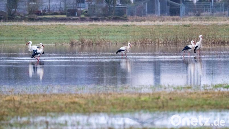 Die Hochwasserlage könnte sich laut Experten in den nächsten Tagen entspannen. (Archivbild) Bild: Pia Bayer/dpa