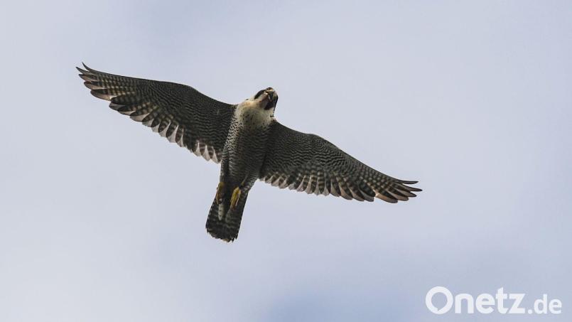 Nachwuchs für die Nürnberger Wanderfalken: Das erste Ei des Jahres wurde am Dienstag gelegt. (Symbolbild) Bild: Patrick Pleul/dpa-Zentralbild/dpa