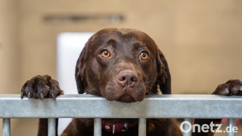 Einer der drei Labradore, die bisher noch nicht vermittelt werden konnten. Die Hunde wurden Anfang des Jahres unterernährt ins Weidener Tierheim gebracht. Bild: Franka Eichl