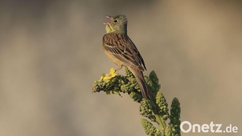 Ende April kehren die Bodenbrüter mit dem olivgrünen Kopf aus ihren Winterquartieren in Afrika nach Bayern zurück. (Handout) Bild: Heinz Tuschl/LBV/dpa