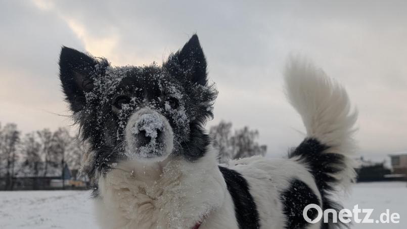 Erkältet? Oberpfälzer Hundebesitzer bringen ihre Lieblinge dann auch mal nach Tschechien zum Tierarzt. Symbolbild: wüw