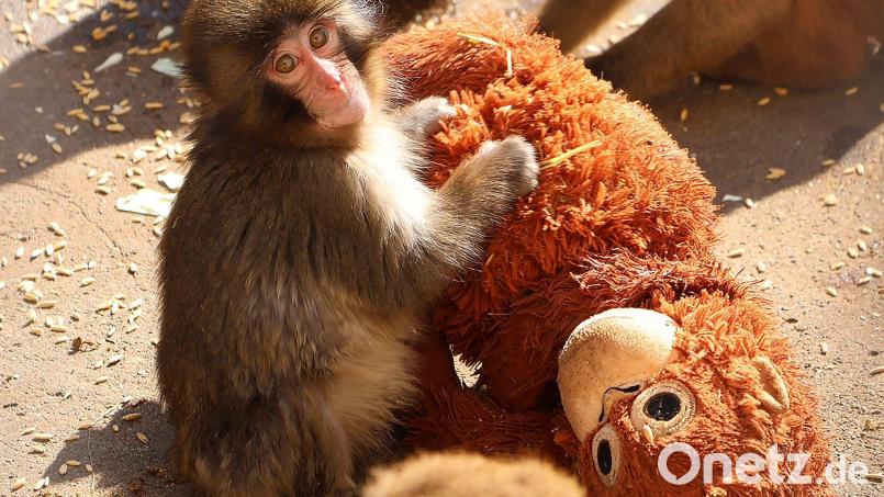Der Affe Punch in Japan bewegt mit seinem Stoffaffen die Menschen weltweit. Bild: -/@ichikawa_zoo/dpa