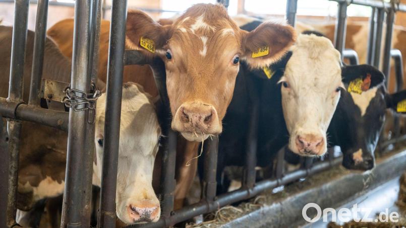 Der Bulle soll mit einem Gewicht von etwa einer Tonne gegen den Landwirt gedrückt haben. (Symbolbild) Bild: Peter Kneffel/dpa