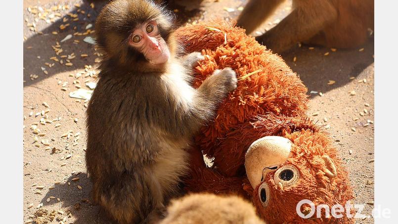 Affenbaby Punch zieht in Japan Massen an Besucher an. Bild: -/@ichikawa_zoo/dpa
