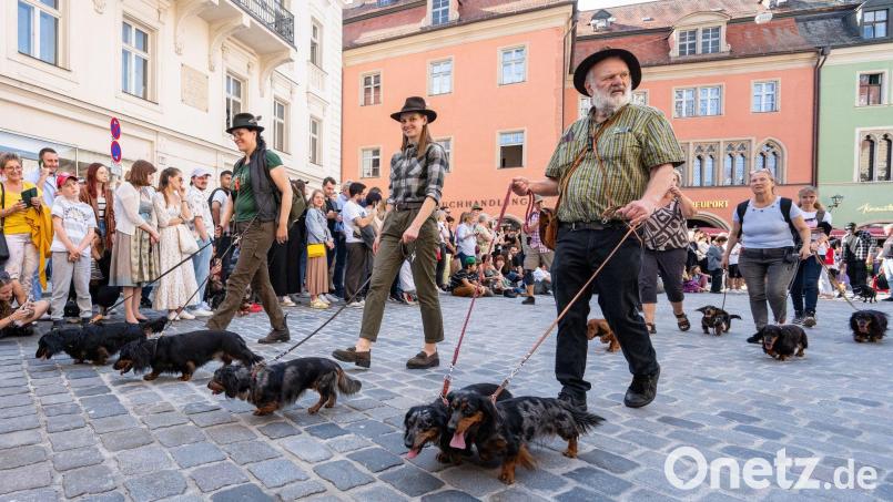 Auf der letzten Dackelparade spazierten mehr als 1.000 der kurzbeinigen Hündchen mit ihren Besitzerinnen und Besitzer durch die Stadt. (Archivbild) Bild: Armin Weigel/dpa