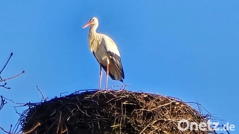 Der Storch hat vom Horst aus den besten Blick auf seine Sommerresidenz in Eslarn. Bild: gz