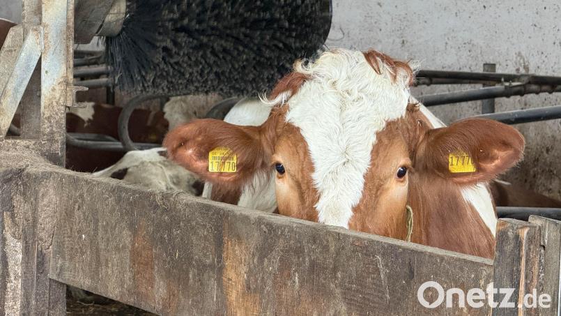Die Milch von Thomas Hösls Kühen trägt das "Bioland"-Siegel. Bild: Gabi Schönberger
